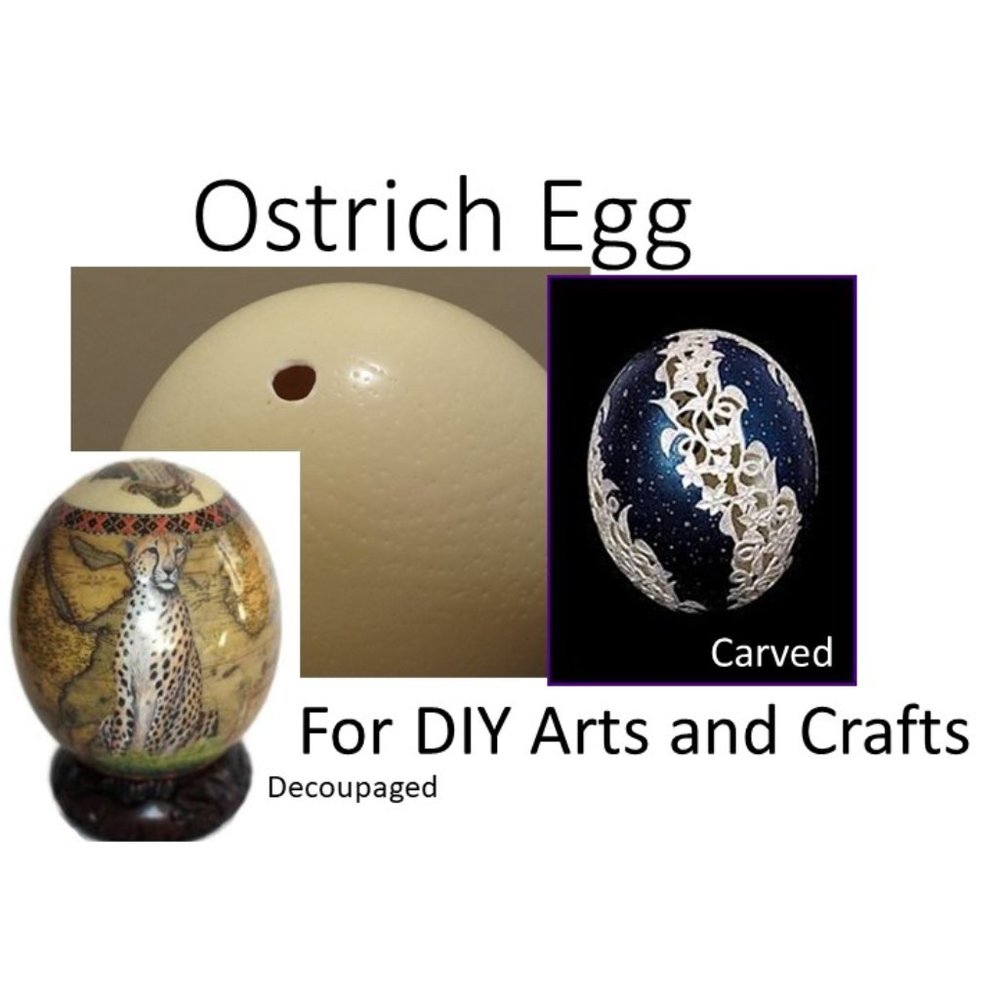 Genuine Cleaned and Disinfected Ostrich Egg for Arts and Crafts